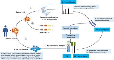 dbPepNeo2.0: A Database for Human Tumor Neoantigen Peptides From Mass Spectrometry and TCR Recognition